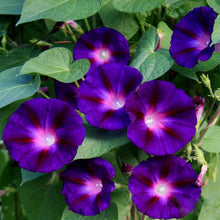 Chilean Glory Flower Vine Seeds for training up trellises and fences