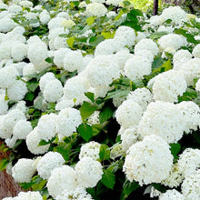 Hydrangea Hydrangea Macrophylla Rare White Perennial Seeds for trellises and fences in the Outdoor Shaded Areas