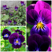Henry Viola Seeds (Viola x wittrockiana) for seasonal color across the Flower Container Garden