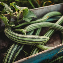Striped Armenian Cucumber Seeds (Cucumis melo) for productive rows in the Garden