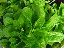 Lamb's Lettuce (Verte de Cambrai) seeds for vegetable garden