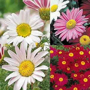 Chrysanthemum Chrysanthemum Morifolium Flower Seeds for Planting – Seasonal Blooms for Garden Borders and Cut Flowers