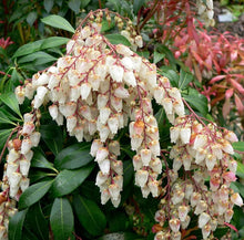Japanese Pieris Japonica Seeds for reliable seasonal color