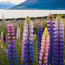 Lupine Lupinus Polyphyllus Rare Colorful Seeds for growers filling out the Pollinator Gardens