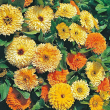 Orange Pot Marigold Seeds (Calendula officinalis) for a lasting display in the Vegetable Flower Border