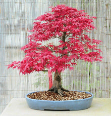 Advanced Mini Bonsai Seeds for long-term planting in the yard