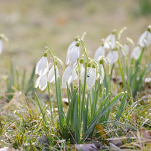Snowdrop Seeds (Galanthus nivalis) for growers filling out the urban garden home garden