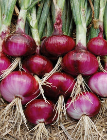 Onion Use for planting in home garden.