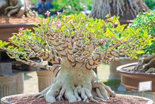 Adenium Desert Rose Rare Color Flower - for planting in home garden