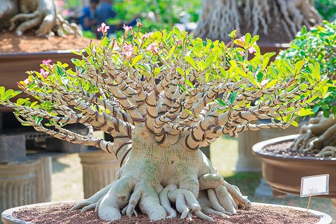Adenium Desert Rose Rare Color Flower - for planting in home garden