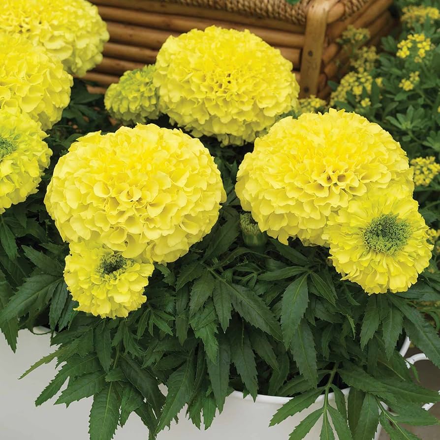 African Marigold Antigua Primrose seeds for bright yellow garden blooms