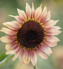 Sunflower Seeds known for pink Gardening