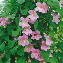 Asarina scandens ��������� climbing snapdragon ��������� for vertical garden planting