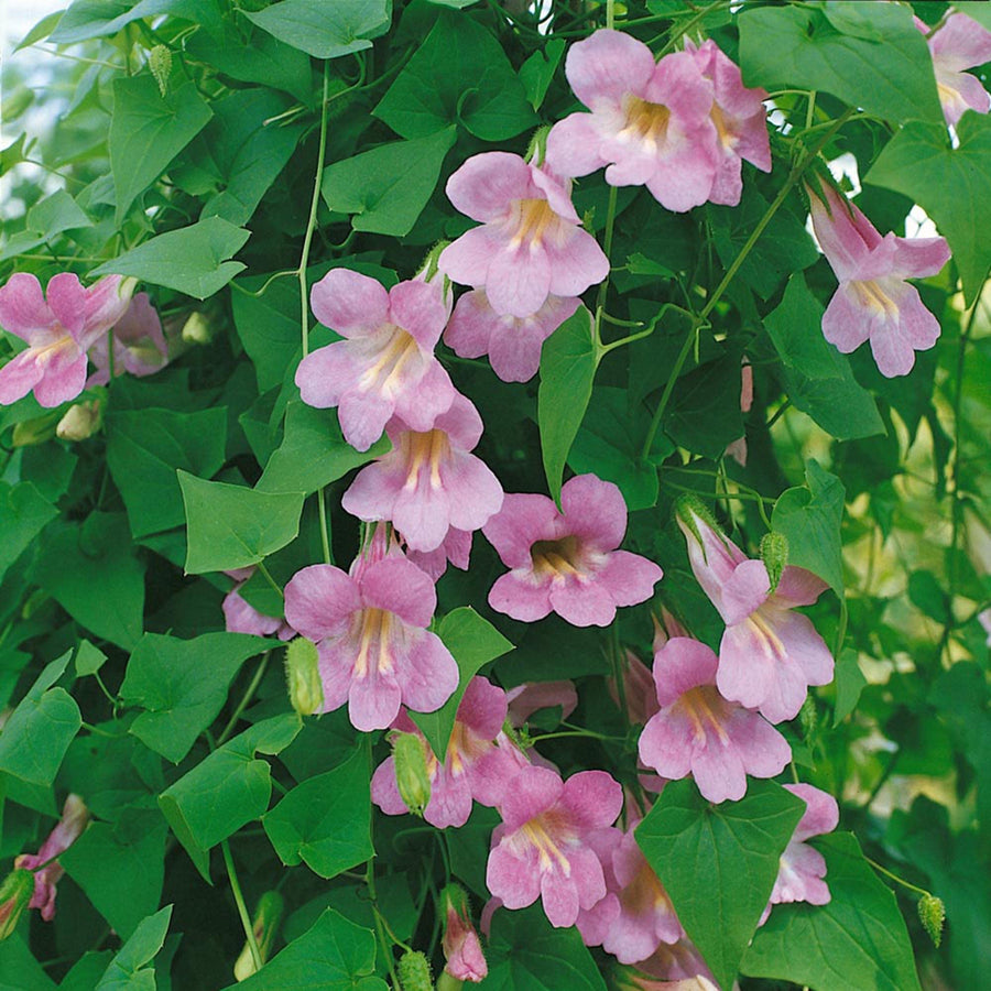 Asarina scandens ��������� climbing snapdragon ��������� for vertical garden planting