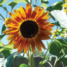 Helianthus Annuus Autumn Beauty Seeds grown for stunning Autumnal Colors