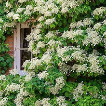 Moonlight Japanese Hydrangea Vine Seeds (Schizophragma hydrangeoides) for trellises and fences in the on trellises in home garden