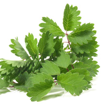 Burnet Salad Plants for colorful blooms in the Herb Garden