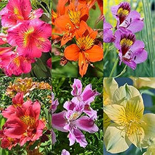 Alstroemeria Alstroemeria spp for planting in flower bed