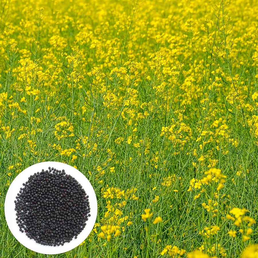 Rapeseed Flower Brassica napus for planting in vegetable patch or urban garden