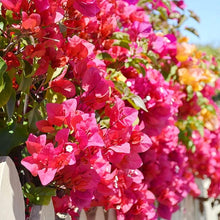 Bougainvillea Seeds (Bougainvillea glabra) for colorful blooms in the backyard trellis or vertical garden
