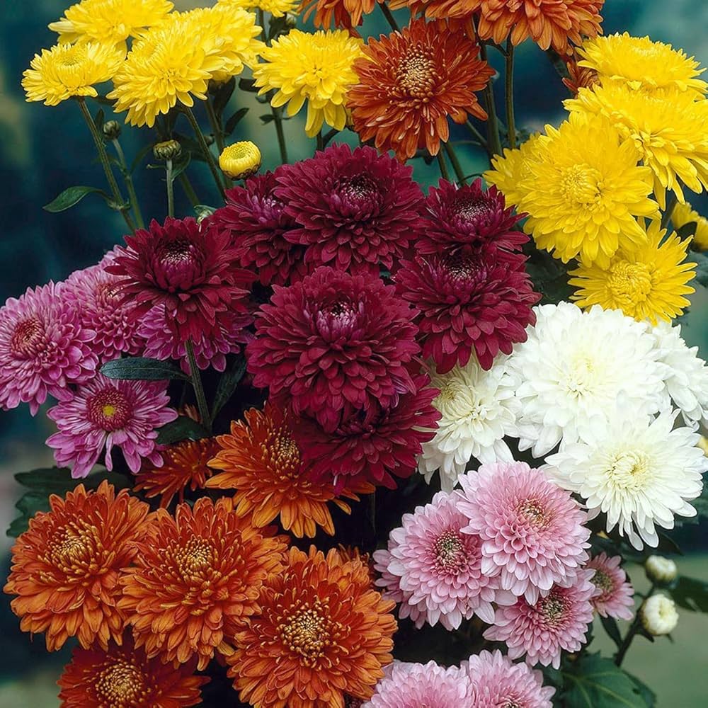 Chrysanthemum Chrysanthemum spp. Seeds for planting in flower bed