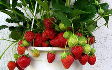 Strawberry Fragaria × Ananassa Seeds for a homegrown harvest from the Kitchen Container Growing