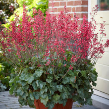 Heuchera Coral Bells Seeds for seasonal color across the Shaded Garden
