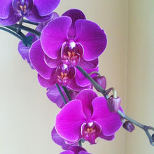 Purple Orchid Perennial Seeds for seasonal color across the Balcony & Garden