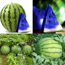 Blue Watermelon Seeds  Ornamental Garden Plant Premium Quality Seeds