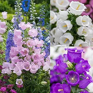 Canterbury bell (Campanula medium) for planting in garden