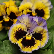 Frizzle Sizzle Pansy Viola Ã— wittrockiana yellow and blue swirl flower seeds for planting in cool-season gardens