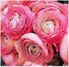 Ranunculus Seeds for a colorful addition to any planting