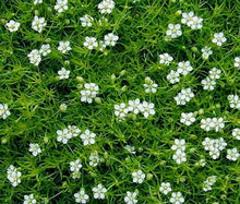 Irish Moss Seeds (Sagina subulata) for a lasting display in the Creative Garden