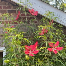 Hibiscus Coccineus Red Star Seeds grown for tropical Hibiscus Red Blooms