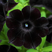 Petunia Petunia Hybrida Rare Color Mix Seeds for a bright addition to the Unique Garden Displays