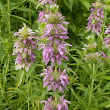 Lemon Beebalm Monarda Citriodora Seeds for reliable seasonal color