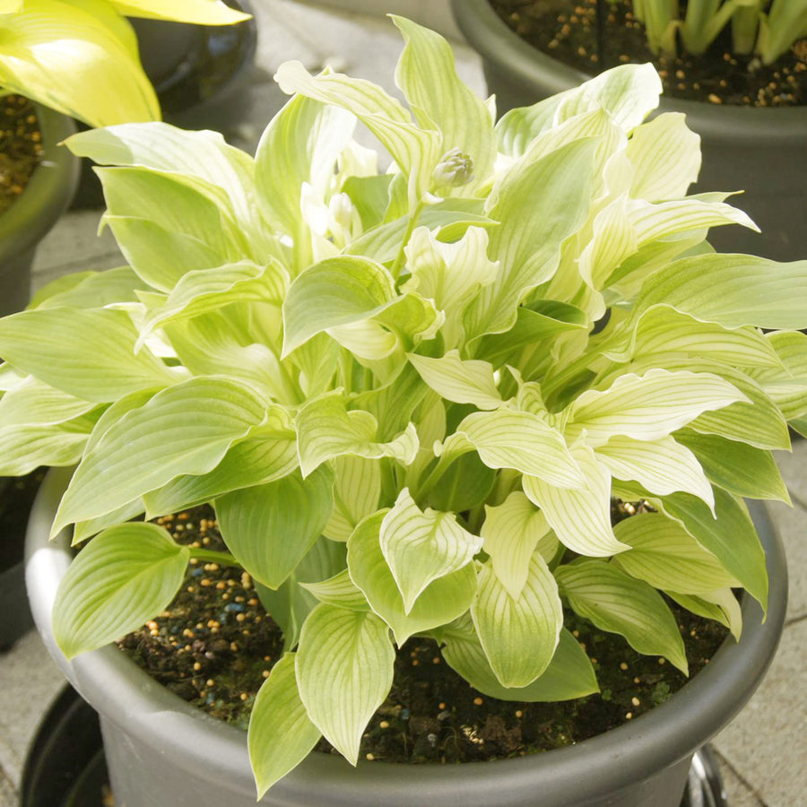 Light Green Hosta (Hosta spp.) for perennial bonsai and home garden