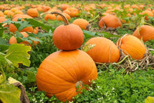 Giant Pumpkin Seeds (Cucurbita maxima) for a reliable harvest in the vegetable patches and fall gardens