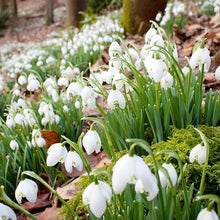 Snowdrop Galanthus Nivalis Bonsai Seeds for growers establishing the Indoor Garden Borders