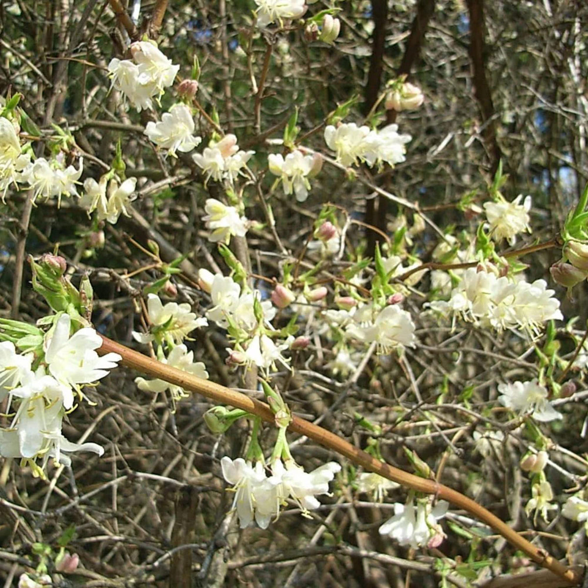 Lonicera Fragrantissima seeds (Lonicera fragrantissima) for fragrant landscape planting