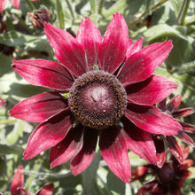 Burgundy Rudbeckia Seeds (Rudbeckia hirta) for a lasting display in the Butterfly Garden Planting