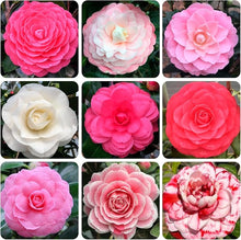 Camellia Seeds (Camellia japonica) for a lasting display in the home garden or shaded borders