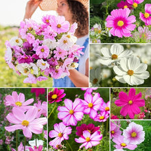 Cosmos Seeds (Cosmos bipinnatus) for growers filling out the Flower Bed & Urban Garden