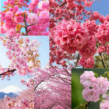 USA Heirloom Organic Autumn Flowering Cherry Tree Seeds for growers wanting a homegrown harvest