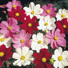 Cosmos Seeds (Cosmos bipinnatus) for growers filling out the home garden and balcony pots