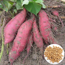 Giant Sweet Potato Seeds for a fresh homegrown crop from the Nutritious Green Garden Vegetables ( pcs
