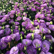 Eustoma Perennial Flowering Plants Potted Lisianthus Seeds for reliable seasonal color