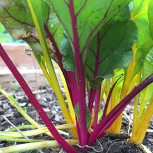 Ground Cover Plant Seeds for seasonal color across the Flower Bed & Urban Garden