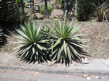 Plant Seeds (Agave angustifolia) for easy-care planting in pots or beds