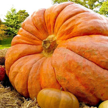 Atlantic Giant Pumpkin Dill Seeds for a productive addition to the vegetable patch